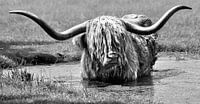 a cooling bath for a beautiful Scottish highlander
