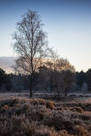 Winterruhe: Ein gefrorener Moment in der Natur