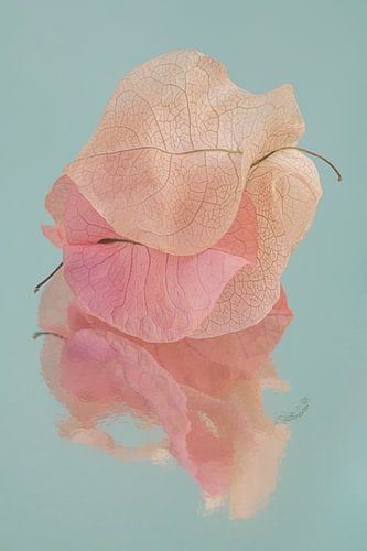 Stapeltje pastelkleurige blaadjes van de Bougainvillea