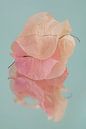 Pile of pastel-coloured leaves of the Bougainvillea by Marjolijn van den Berg thumbnail