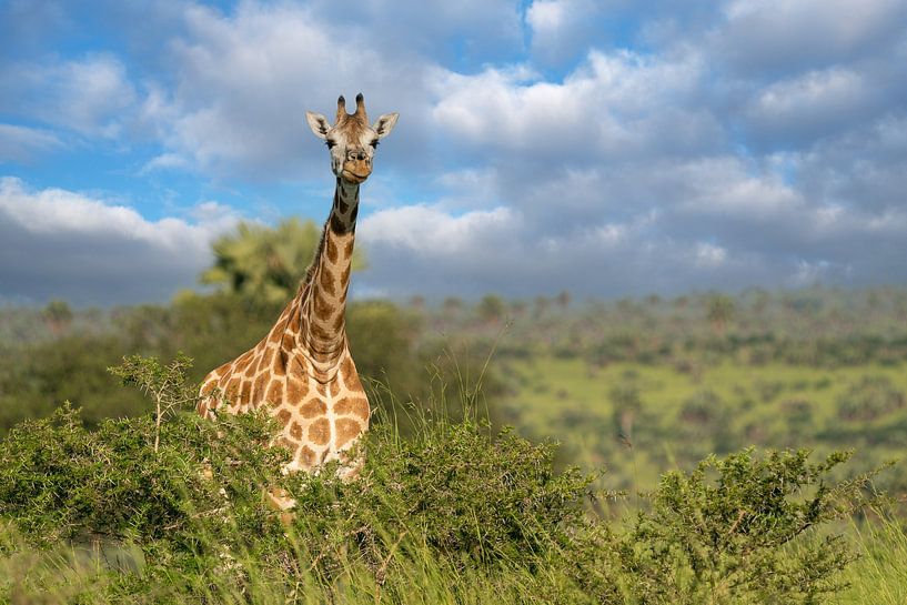 Baringo Giraffe (Giraffa camelopardalis), Murchison Falls Nationaal Park, Uganda van Alexander Ludwig