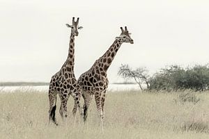 Zwei Giraffen