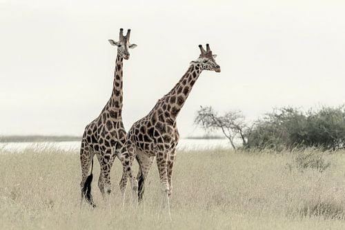 Two Giraffes
