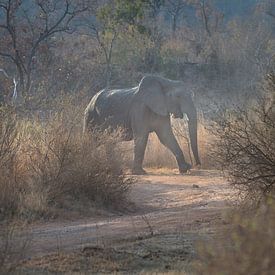 éléphants sur gj heinhuis