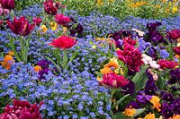Colorful flower meadow