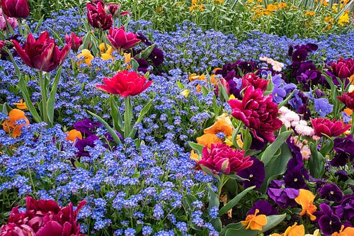 Colorful flower meadow