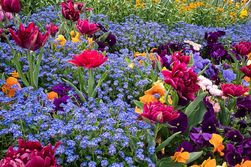 Colorful flower meadow by Raphael Kipfer