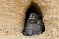 Eurasian Eagle Owls ( Bubo bubo ), young chicks, sitting in the entrance of their nesting burrow, ex van wunderbare Erde thumbnail