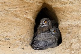 Europaeische Uhus ( Bubo bubo ), drei Jungvögel, Nestlinge, Ästlinge hocken im Eingang ihrer Bruthöh von wunderbare Erde