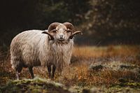 Moutons de bruyère de Drents