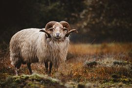 Drents heath sheep by Mark Evenhuis