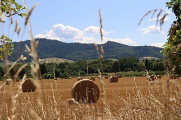 Balle ronde (balle de paille) sur un champ de céréales récolté