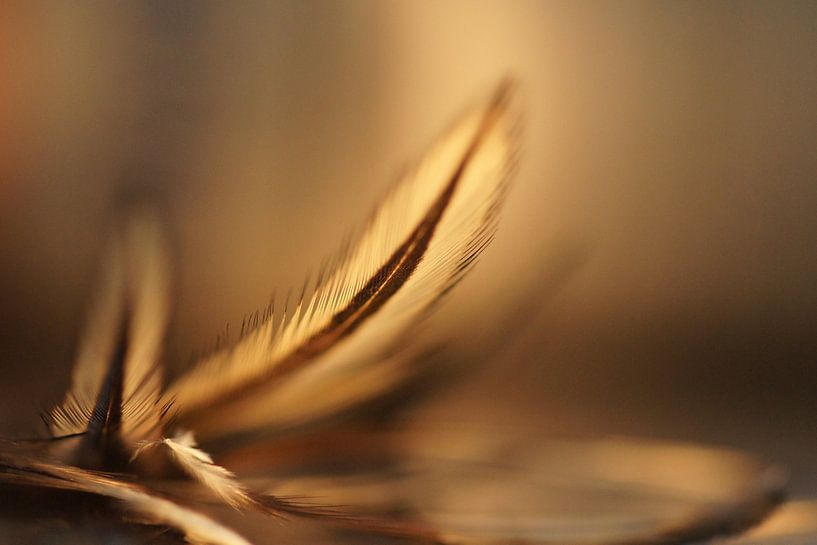 Champagne (feathers) van Carla Mesken-Dijkhoff