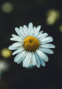 Gänseblümchen von Floor Schreurs