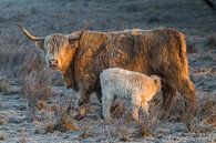Schotse Hooglander koe met kalf van Andre Brasse Photography thumbnail
