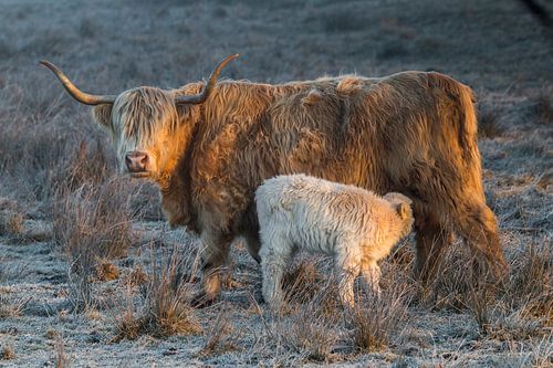 Vache Highlander écossaise avec veau