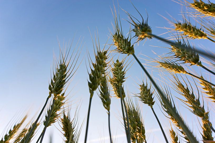 Cereals in evening light by Harry Wedzinga