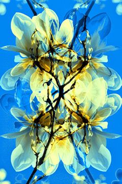 Lente-impressie met magnolia's in zachtgeel en blauw