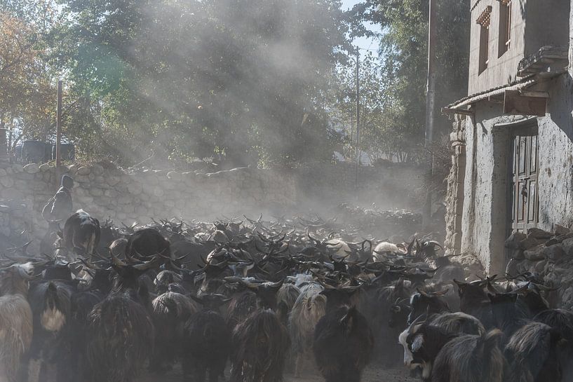 Straßenszene mit einer Ziegenherde in einem Dorf im Himalaya | Nepal von Photolovers reisfotografie