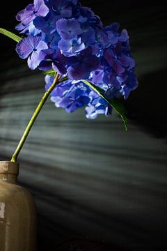 blue hydrangea caught by the incoming light by Aan Kant