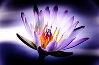 The Power Water Lily by MR OPPX thumbnail