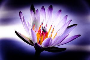 The Power Water Lily