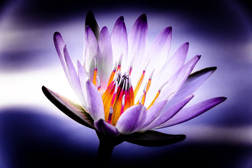 The Power Water Lily by MR OPPX