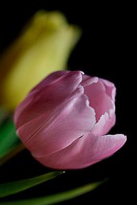 Rosa und gelbe Tulpe