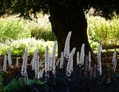 In The Shade Of A Tree by Dorothy Berry-Lound thumbnail