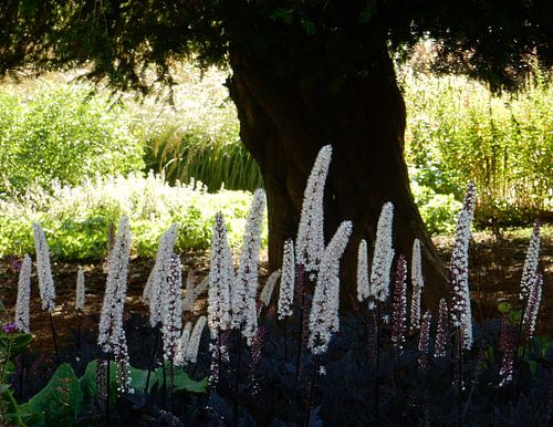 In de schaduw van een boom