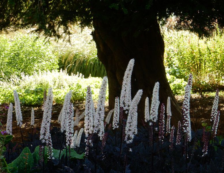 In The Shade Of A Tree by Dorothy Berry-Lound