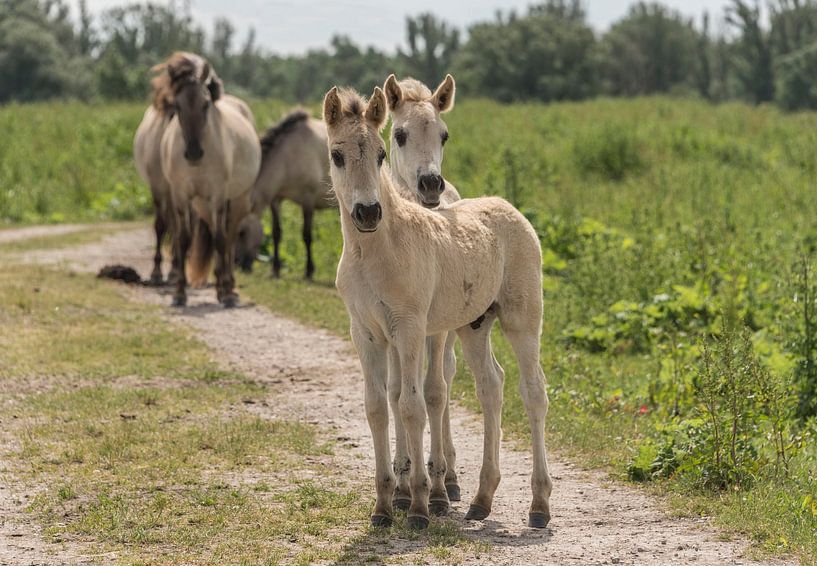 Konik Fohlen von Ans Bastiaanssen