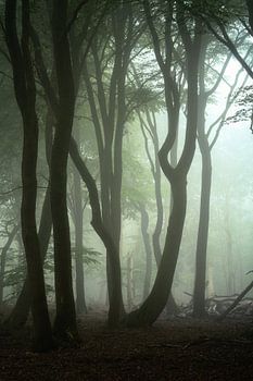 Der Morgenspaziergang ....