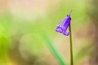 Blue flower (Boshyacinth)