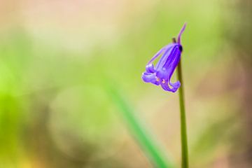 Blauwe bloem (Boshyacint) van Sebastiaan van Stam Fotografie