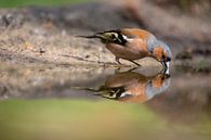 Buchfink, Vogel, Bird, Chaffinch von Marjolein van der Mey Miniaturansicht