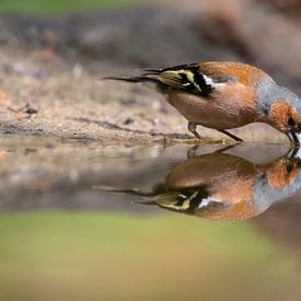 Buchfink, Vogel, Bird, Chaffinch von Marjolein van der Mey