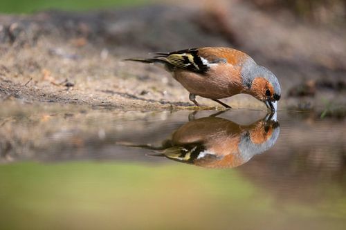 Pinson des arbres, Vogel, Bird, Chaffinch