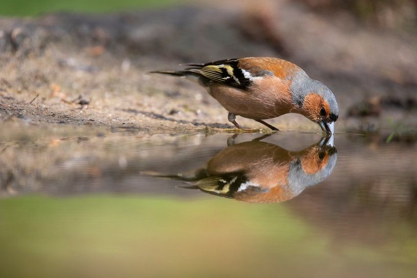Buchfink, Vogel, Bird, Chaffinch von Marjolein van der Mey