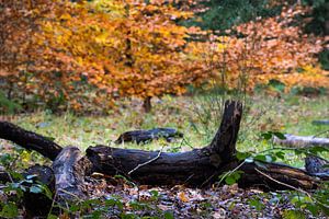 Ein umgestürzter Baum bildet die Kulisse für ein Herbstfoto im Berger Wald