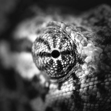 Flap-necked chameleon by Frans Lemmens