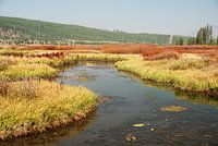 YELLOWSTONE NATIONAL PARK -  USA
