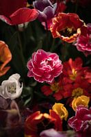 Tulipes