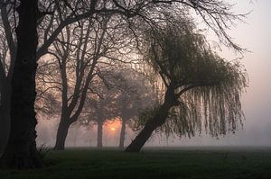 mistige zon tussen de bomen van Tania Perneel