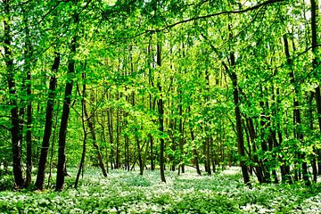 Dans la forêt sauvage sur Ostsee Bilder