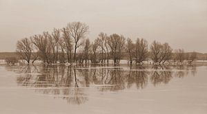Bäume in gefrorenem Hochwasser in Sepia