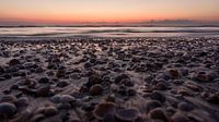 Shells at sunset