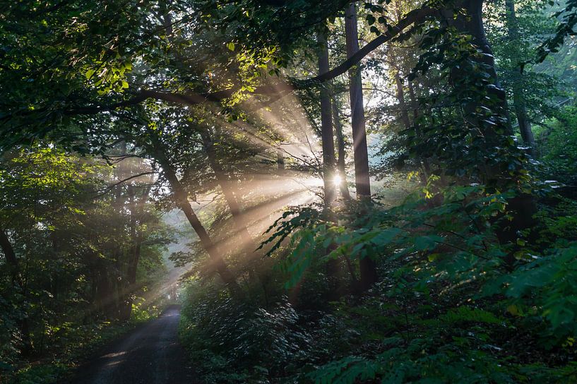 Enchanting sunlight in the forest by Heidemuellerin