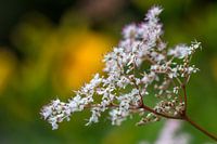 Witte bloem