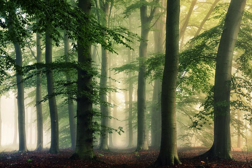 Some trees and some mist... von Martin Podt